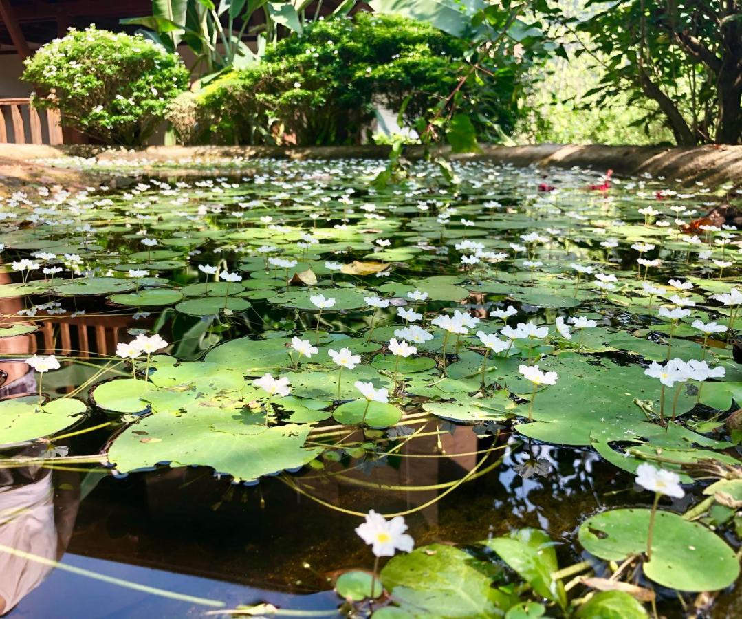 Wanakaset Forest Glamping Kitulgala Ngoại thất bức ảnh